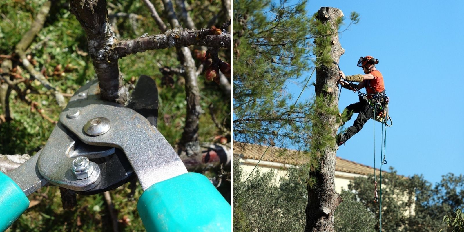 bénéfices taille douce santé arbre